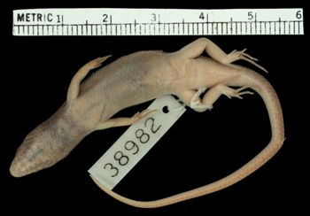 Media type: image;   Herpetology R-38982 Aspect: ventral